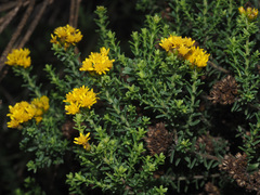 Oedera genistifolia