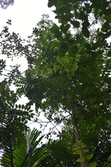 Spathodea campanulata