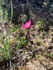 Hesperantha pauciflora