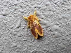 Euproctis staudingeri