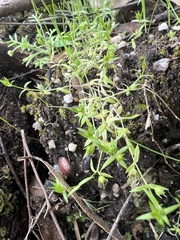 Stellaria multiflora