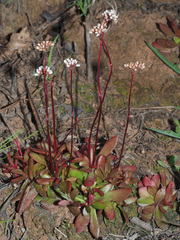 Crassula atropurpurea