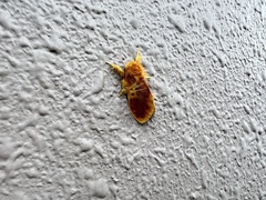 Euproctis staudingeri