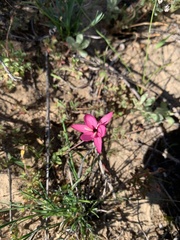 Hesperantha pauciflora