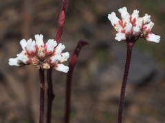 Crassula atropurpurea