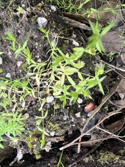Stellaria multiflora