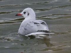 Chroicocephalus ridibundus