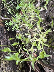 Stellaria multiflora