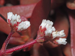 Crassula atropurpurea
