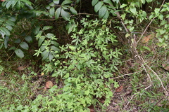 Hibiscus surattensis