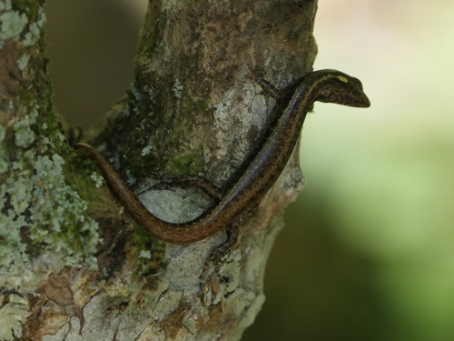 Ornithuroscincus noctua observed 2022-09-09