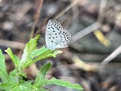 Pseudozizeeria maha
