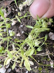 Stellaria multiflora