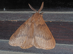 Phyllalia thunbergii