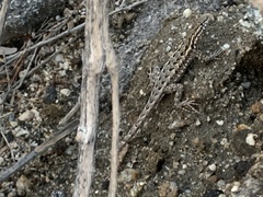 Uta stansburiana elegans