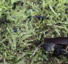 Lophocolea semiteres