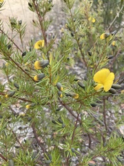 Gompholobium latifolium