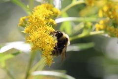 Bombus campestris