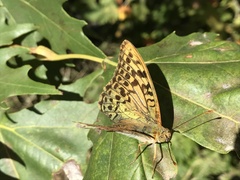 Argynnis pandora