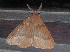 Phyllalia thunbergii