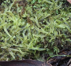 Lophocolea semiteres