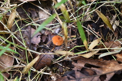 Marasmius siccus