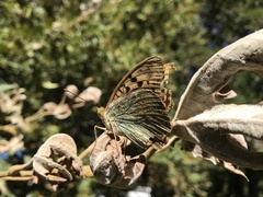 Argynnis pandora