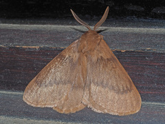 Phyllalia thunbergii