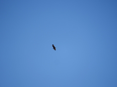 Hamirostra melanosternon