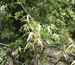 Clematis leptophylla
