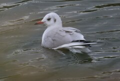 Chroicocephalus ridibundus