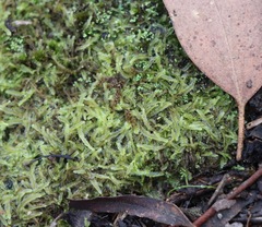 Lophocolea semiteres