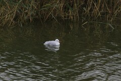 Chroicocephalus ridibundus