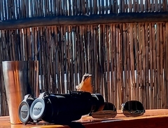 Cossypha caffra caffra