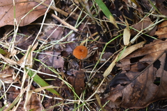 Marasmius siccus