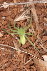 Micrommata virescens