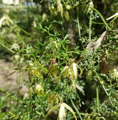 Clematis leptophylla