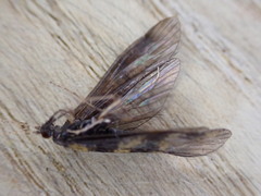 Mystacides longicornis