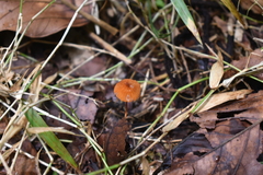 Marasmius siccus