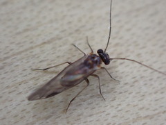 Elipsocidae