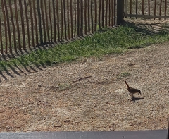 Cossypha caffra caffra