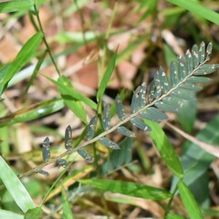 Chamaecrista mimosoides
