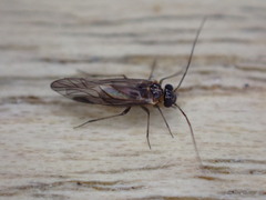 Elipsocidae