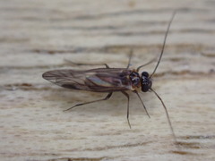Elipsocidae