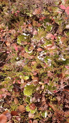 Peltigera aphthosa