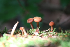 Laccaria bicolor