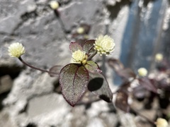 Alternanthera brasiliana