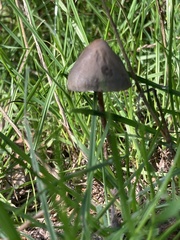 Panaeolus ater