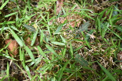 Chamaecrista mimosoides