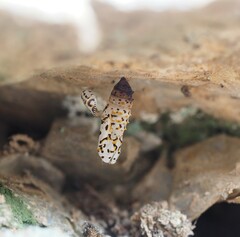 Melitaea